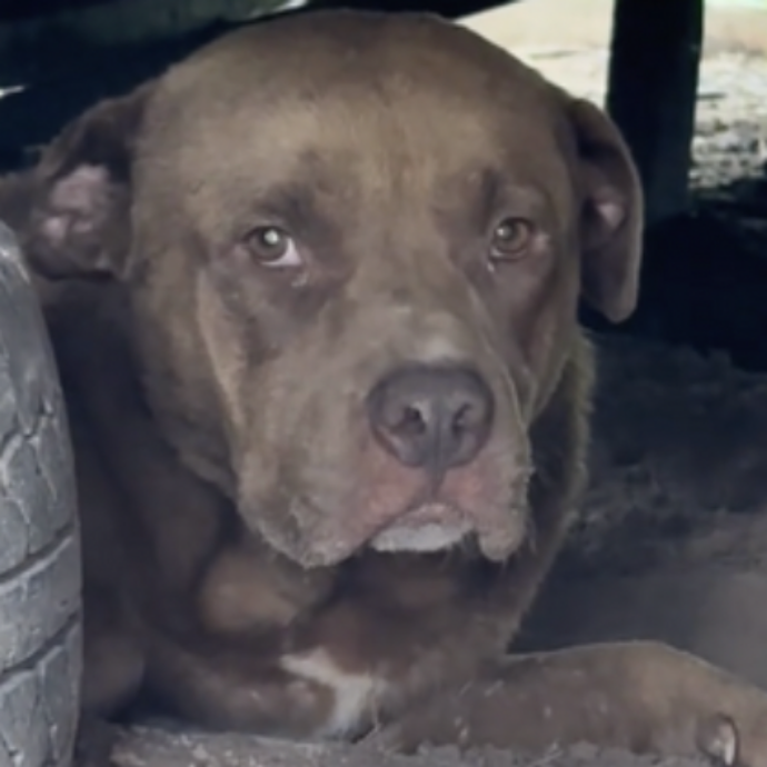 Vede un cane abbandonato nella proprietà (deserta) dei vicini e decide di salvarlo. Ma poi ne arriva un altro: la storia di Chance e Nova – VIDEO