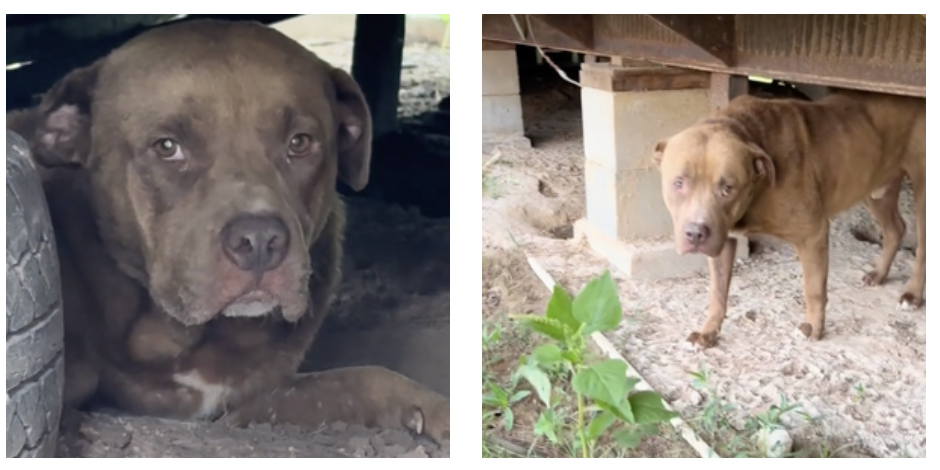 Vede un cane abbandonato nella proprietà (deserta) dei vicini e decide di salvarlo. Ma poi ne arriva un altro: la storia di Chance e Nova – VIDEO Vede un cane abbandonato nella proprietà (deserta) dei vicini e decide di salvarlo. Ma poi ne arriva un altro: la storia di Chance e Nova – VIDEO