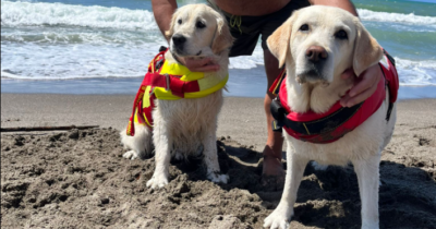 Copertina di “Un salvataggio eroico”: turista rischia di annegare trascinato dalla corrente, i cani Panna e Maia si tuffano e gli salvano la vita