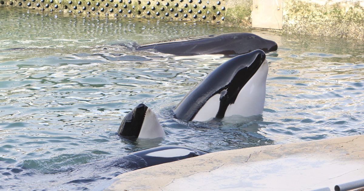 Parchi marini in difficoltà economiche: il futuro dei cetacei in cattività va immaginato tra scienza e etica Parchi marini in difficoltà economiche: il futuro dei cetacei in cattività va immaginato tra scienza e etica