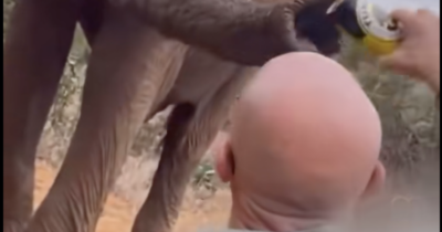 Copertina di Turista offre la birra a un elefante poi cancella il video (ma è troppo tardi): ricercato dalla polizia – IL VIDEO