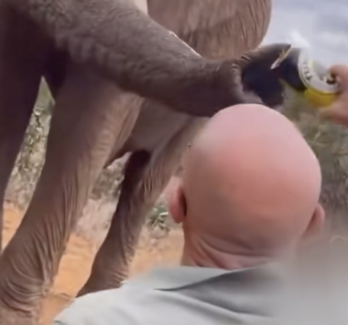 Turista offre la birra a un elefante poi cancella il video (ma è troppo tardi): ricercato dalla polizia – IL VIDEO