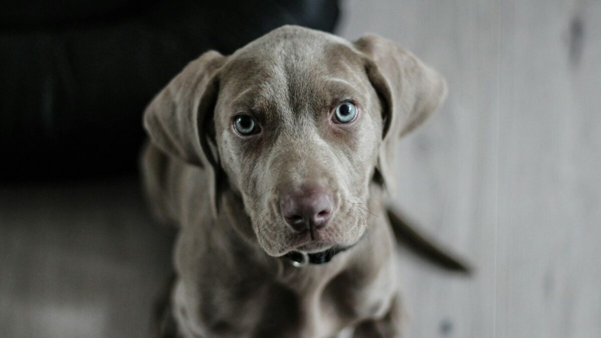 Installa telecamere per scoprire chi ruba dal salvadanaio: scopre invece la moglie in “atteggiamenti intimi” con il cane. Arrestata 38enne