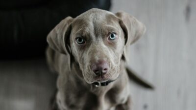 Copertina di Ruba un cane davanti al supermercato mentre la proprietaria fa la spesa: arrestato