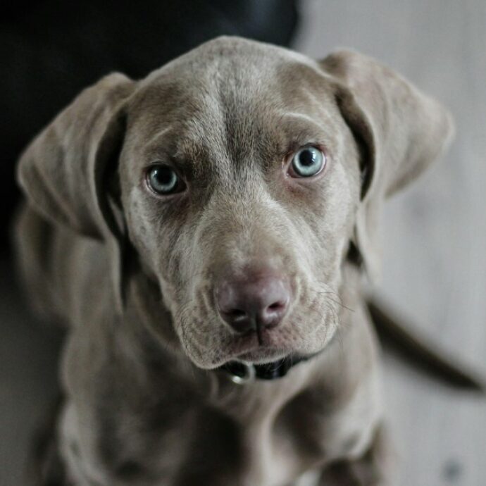 “È inaccettabile che un animale sequestrato per maltrattamenti continui a soffrire”: la cagnolina Nina è stata riconsegnata ai suoi carnefici