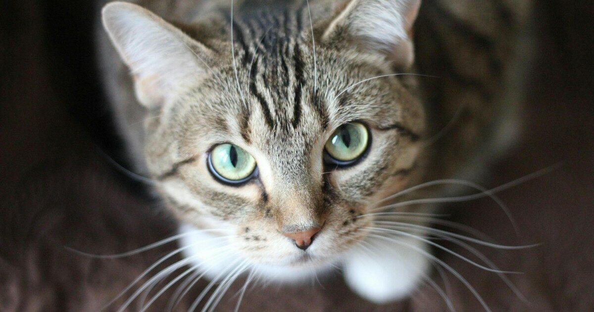 Gattino abbandonato all’interno della campana per la raccolta del vetro: chiuso in un sacco e gettato tra cocci e bottiglie, lo salva una passante