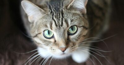 Copertina di “I gatti spariscono o muoiono avvelenati, non si trova sangue e nemmeno peli. Fanno ritrovare le teste, il copione è sempre lo stesso”: ancora mici scomparsi a Piacenza