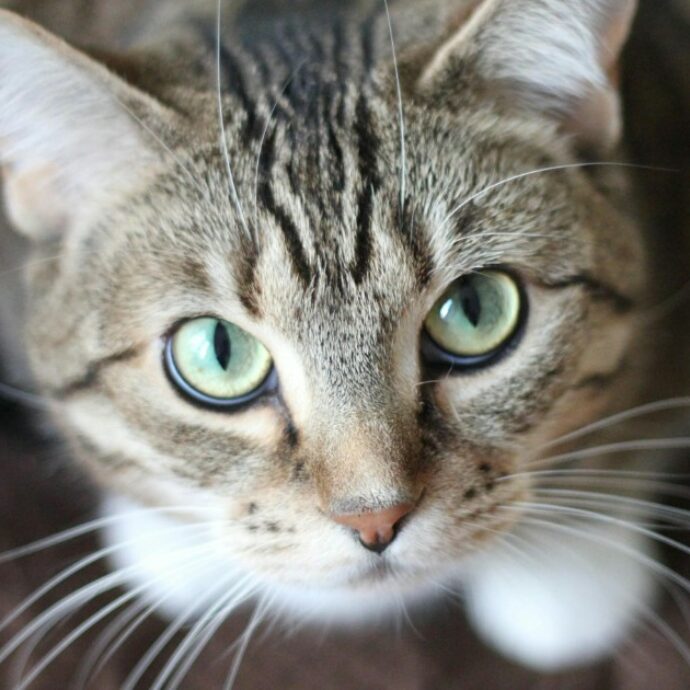 Gattino abbandonato all’interno della campana per la raccolta del vetro: chiuso in un sacco e gettato tra cocci e bottiglie, lo salva una passante