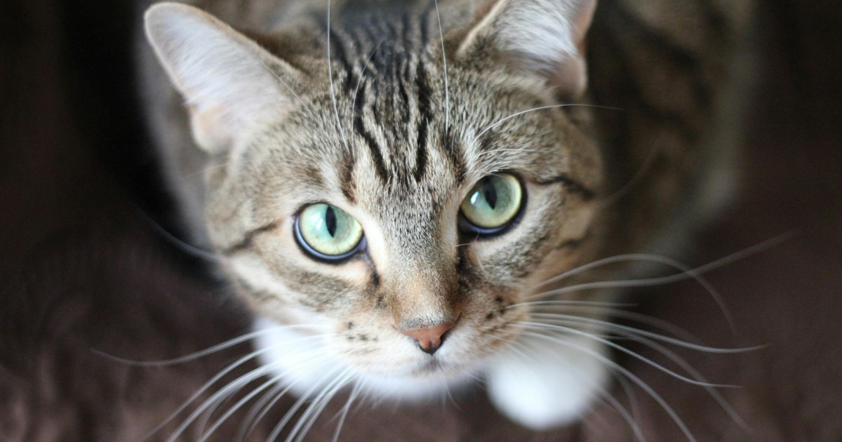 Gattino abbandonato all’interno della campana per la raccolta del vetro: chiuso in un sacco e gettato tra cocci e bottiglie, lo salva una passante Gattino abbandonato all’interno della campana per la raccolta del vetro: chiuso in un sacco e gettato tra cocci e bottiglie, lo salva una passante
