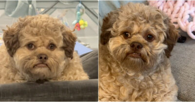 Copertina di “È stato trasformato in cane da una strega cattiva”: la storia di Max cucciolo dalle “fattezze umane” è virale