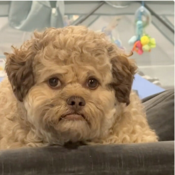 “È stato trasformato in cane da una strega cattiva”: la storia di Max cucciolo dalle “fattezze umane” è virale