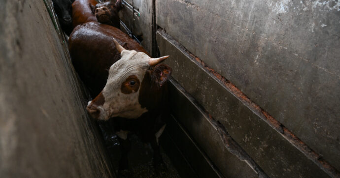 Le violenze nei mattatoi di Buenos Aires e i rischi legati all’accordo Mercosur: l’inchiesta di Animal Equality
