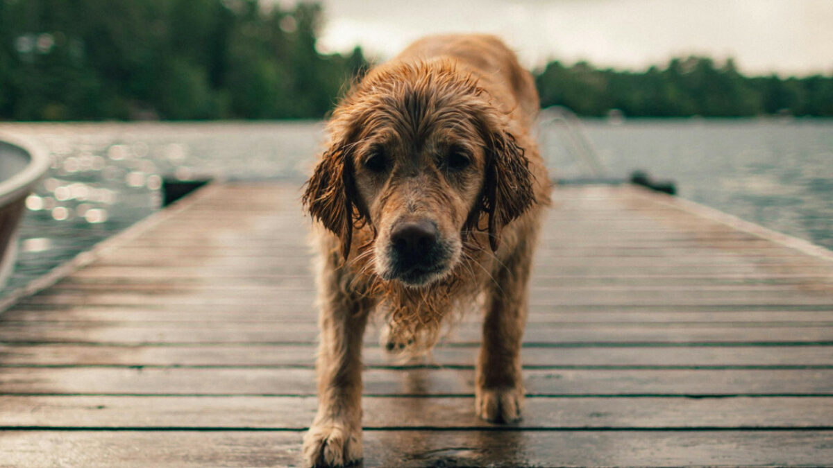 Cane si sente male in spiaggia sotto il sole, i proprietari scappano con una scusa e lo abbandonano lì da solo: muore tra i tentativi disperati di soccorso dei bagnanti