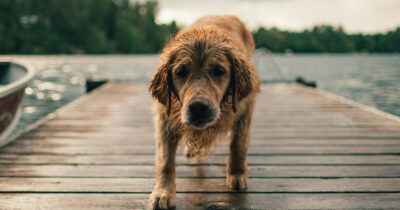 Copertina di Cane viene lasciato solo su un balcone cade e muore: il proprietario condannato a una multa da 5mila euro