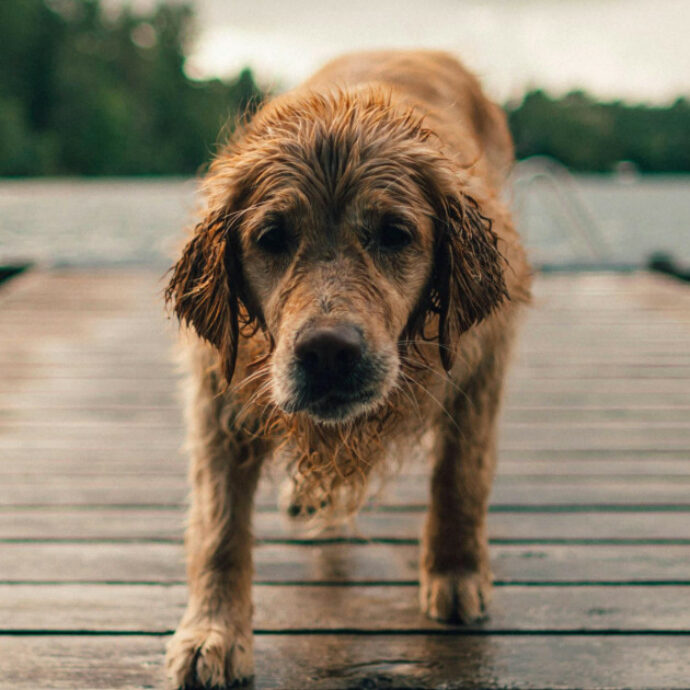 Il suo cane scivola nel Naviglio, lui si butta per salvarlo. “L’abbiamo recuperato assieme all’animale, era esausto”: le parole dei soccorritori