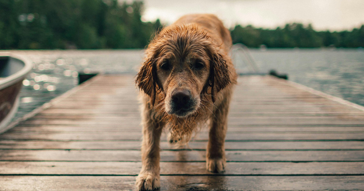 “Tu puoi entrare, il cane resta a morire fuori”: gestore del rifugio si rifiuta di accogliere l’animale “bagnato e tremolante”. La denuncia dell’escursionista è virale “Tu puoi entrare, il cane resta a morire fuori”: gestore del rifugio si rifiuta di accogliere l’animale “bagnato e tremolante”. La denuncia dell’escursionista è virale