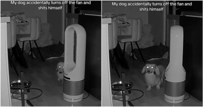 Copertina di Cosa fanno i nostri animali domestici quando siamo fuori casa? Un video di una telecamera nascosta diventa virale su Tik Tok