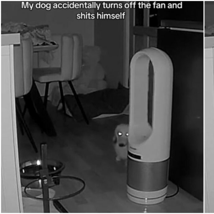 Cosa fanno i nostri animali domestici quando siamo fuori casa? Un video di una telecamera nascosta diventa virale su Tik Tok