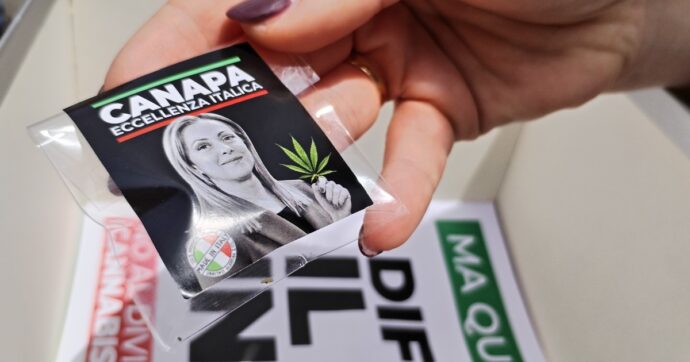 Cannabis light, il bluff del decreto Sicurezza: “Sequestri in calo, ma imprenditori spaventati”. 3 su 10 hanno chiuso bottega