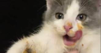 Copertina di Il “gatto mangia spaghetti” rovina la cena della sua padrona: beccato con i baffi pieni di pomodoro – VIDEO