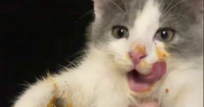 Copertina di Il “gatto mangia spaghetti” rovina la cena della sua padrona: beccato con i baffi pieni di pomodoro – VIDEO