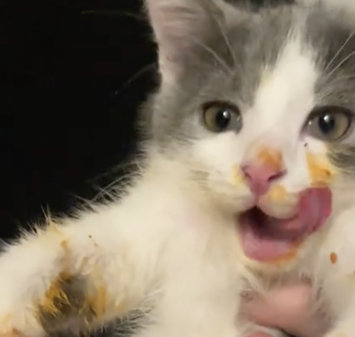 Il “gatto mangia spaghetti” rovina la cena della sua padrona: beccato con i baffi pieni di pomodoro – VIDEO