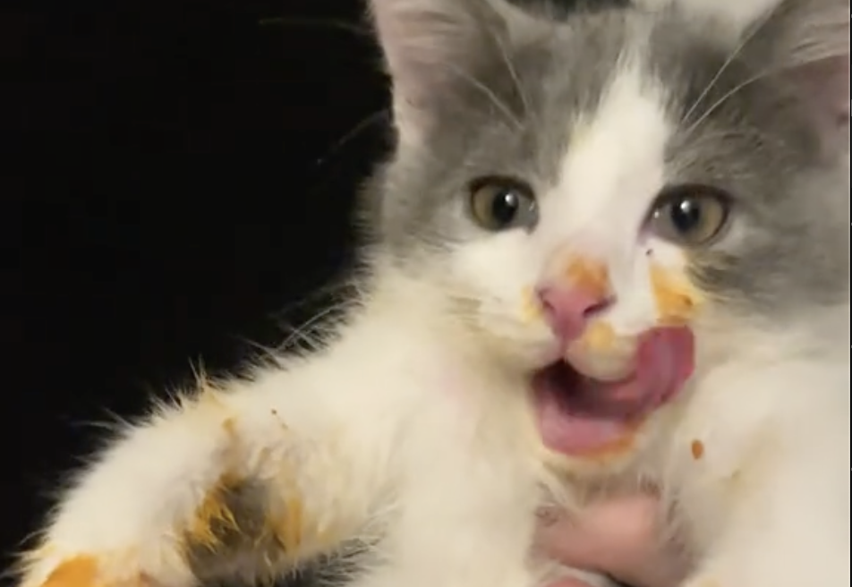 Il “gatto mangia spaghetti” rovina la cena della sua padrona: beccato con i baffi pieni di pomodoro – VIDEO Il “gatto mangia spaghetti” rovina la cena della sua padrona: beccato con i baffi pieni di pomodoro – VIDEO