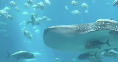 Copertina di “I pesci nuotavano dolcemente in una danza funebre con lo squalo morto”: la scena straziante ripresa da una visitatrice dell’Acquario della Georgia – IL VIDEO