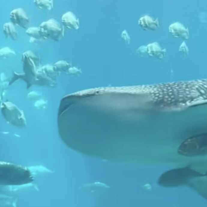 “I pesci nuotavano dolcemente in una danza funebre con lo squalo morto”: la scena straziante ripresa da una visitatrice dell’Acquario della Georgia – IL VIDEO