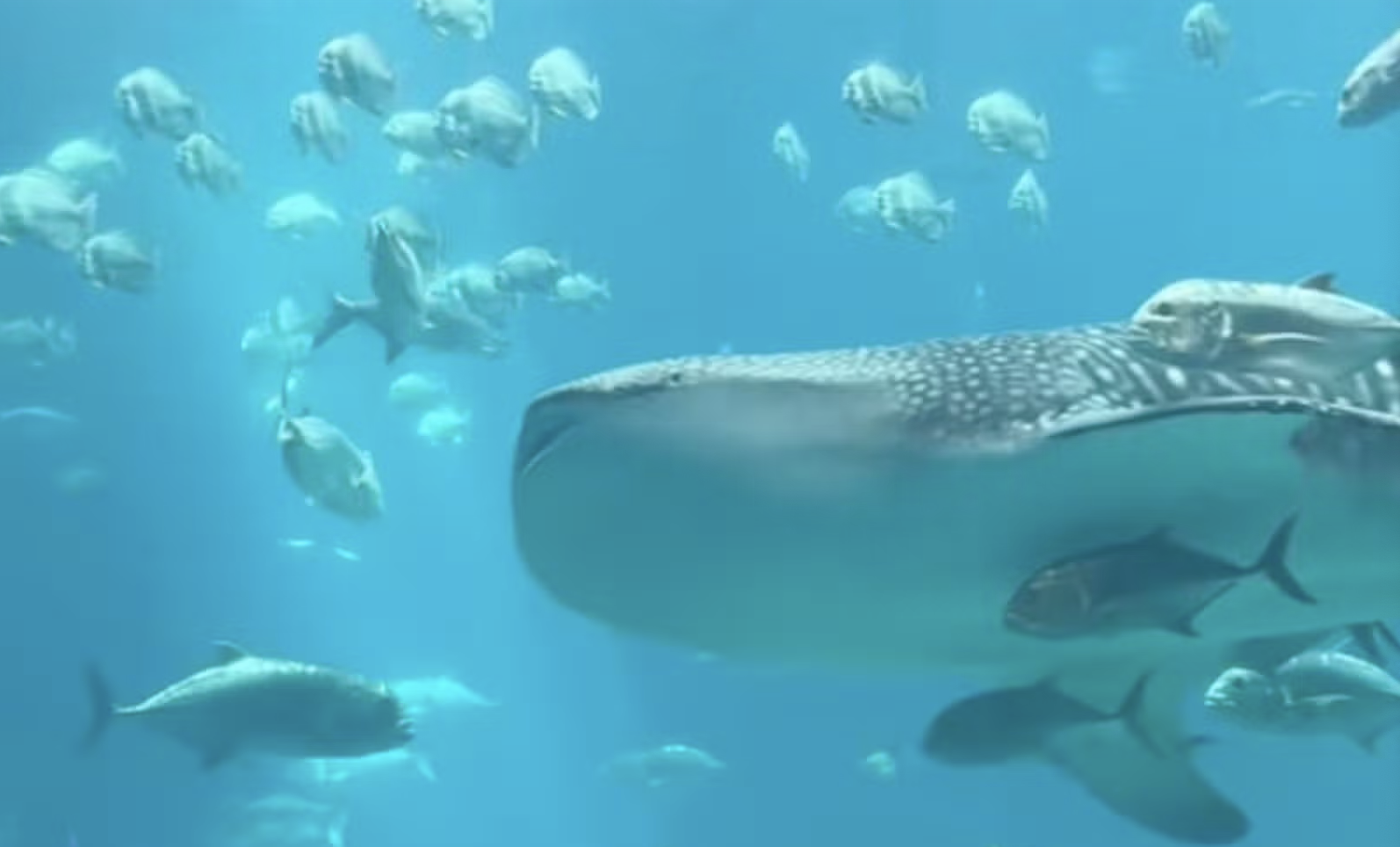 “I pesci nuotavano dolcemente in una danza funebre con lo squalo morto”: la scena straziante ripresa da una visitatrice dell’Acquario della Georgia – IL VIDEO