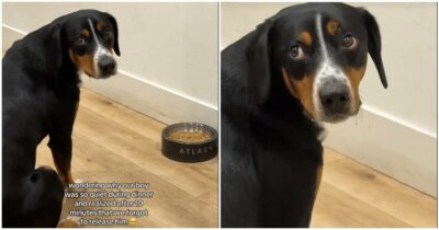 Copertina di “Ci siamo dimenticati di dargli il comando e lui è rimasto lì così”: il video del cane immobile per 10 minuti davanti alla ciotola è virale