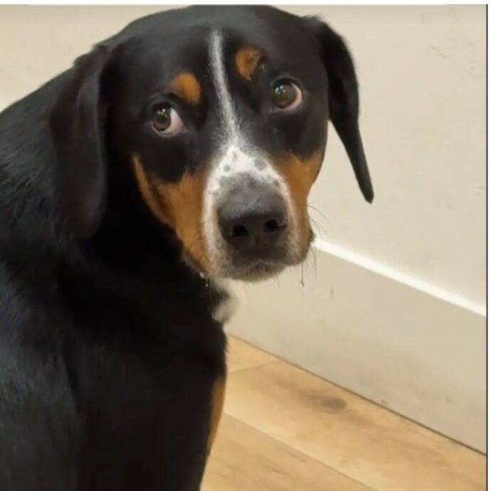 “Ci siamo dimenticati di dargli il comando e lui è rimasto lì così”: il video del cane immobile per 10 minuti davanti alla ciotola è virale