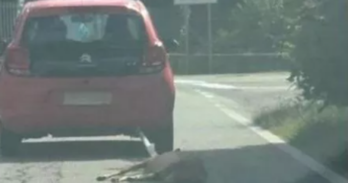 Trascina capriolo morto con l’auto e lo abbandona nel bosco: denunciato dalla Procura di Verbania