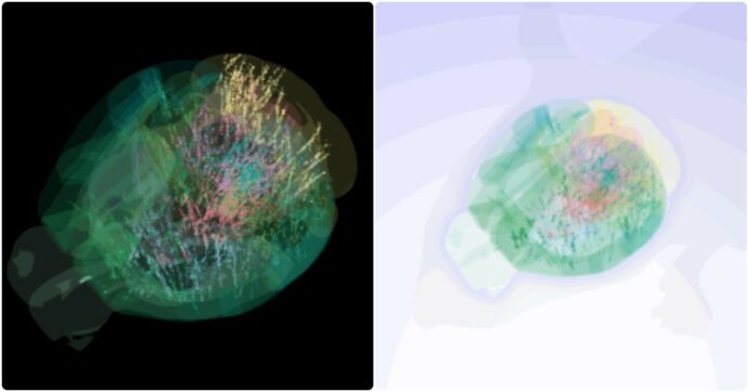 Il cervello si illumina come un “albero di Natale”: mappata l’attività neurale durante le decisioni