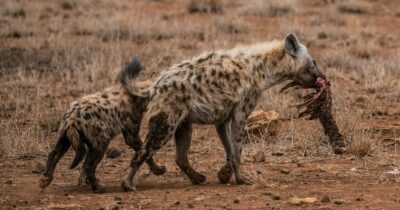 Copertina di “Due iene mi hanno attaccato mentre dormivo. Mi sono difeso infilandogli le mani negli occhi e nella gola”: l’addio al celibato si trasforma in un incubo