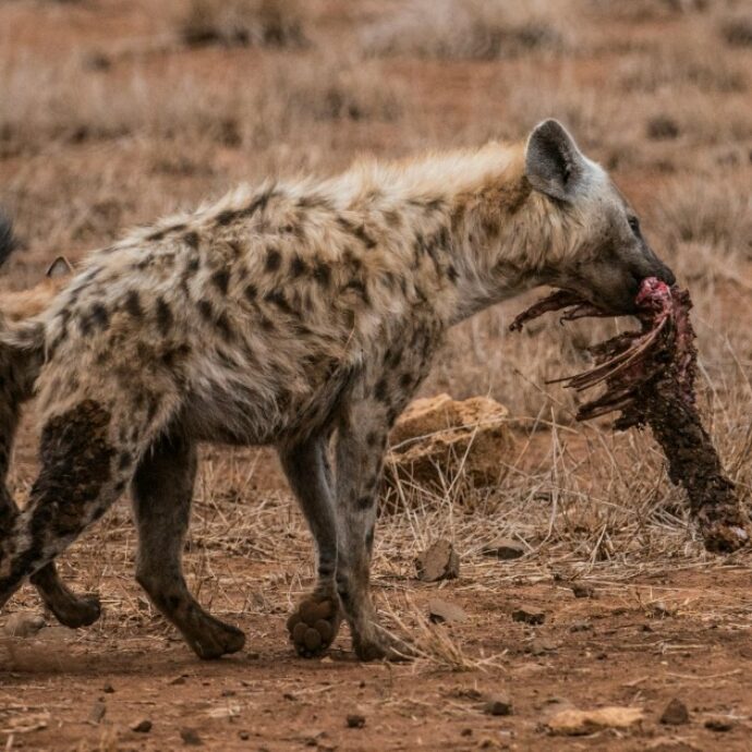 “Due iene mi hanno attaccato mentre dormivo. Mi sono difeso infilandogli le mani negli occhi e nella gola”: l’addio al celibato si trasforma in un incubo