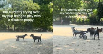 Copertina di Il cane cerca di giocare con un cucciolo disabile: “Non gli importa dell’aspetto, vede solo un potenziale amico” – Video