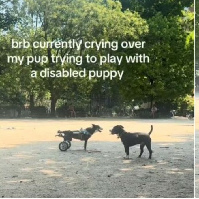 Il cane cerca di giocare con un cucciolo disabile: “Non gli importa dell’aspetto, vede solo un potenziale amico” – Video