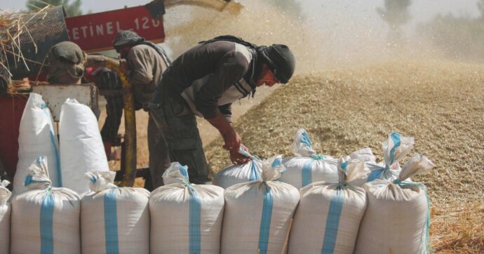 Siria sul baratro, siccità record: la produzione di grano va a picco