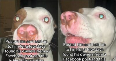 Copertina di Salva un cane dalla strada e avvia una ricerca della sua famiglia sui social: quando alla fine la trova e chiama l’animale per nome, lui reagisce così -VIDEO