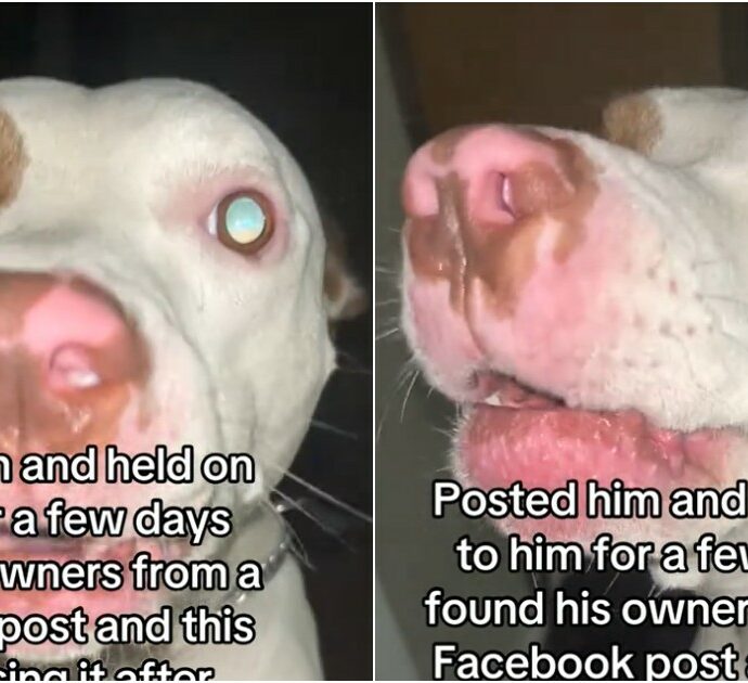 Salva un cane dalla strada e avvia una ricerca della sua famiglia sui social: quando alla fine la trova e chiama l’animale per nome, lui reagisce così -VIDEO