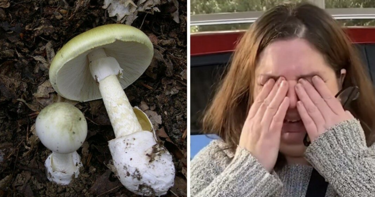 Ha avvelenato gli ex suoceri e la zia dell’ex marito con un pranzo a base di funghi velenosi: condanna all’ergastolo per Erin Patterson Ha avvelenato gli ex suoceri e la zia dell’ex marito con un pranzo a base di funghi velenosi: condanna all’ergastolo per Erin Patterson