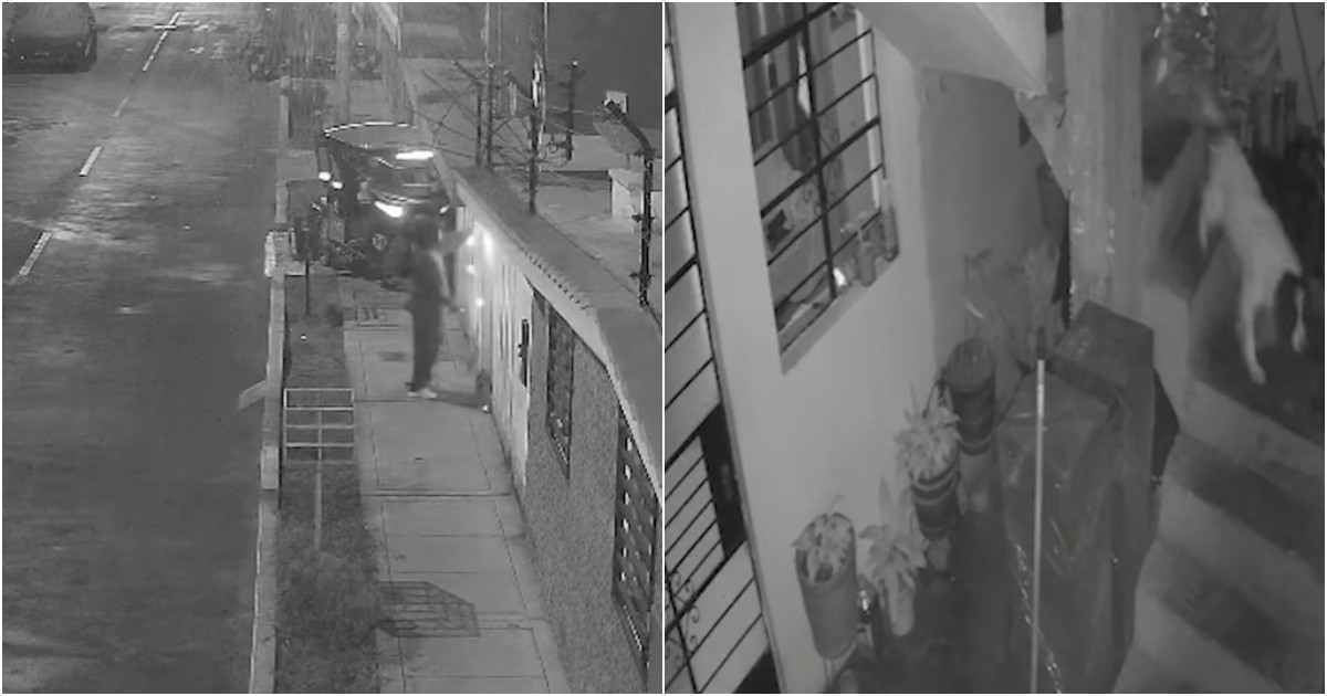 ha spento la miccia con il muso impedendo che la dinamite esplodesse ci ha salvato la vita cane eroe salva il suo padrone giornalista da un attentato in casa