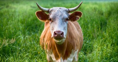 Copertina di “La mucca lo insegue e lo prende a testate”: 80enne finisce in ospedale in codice rosso