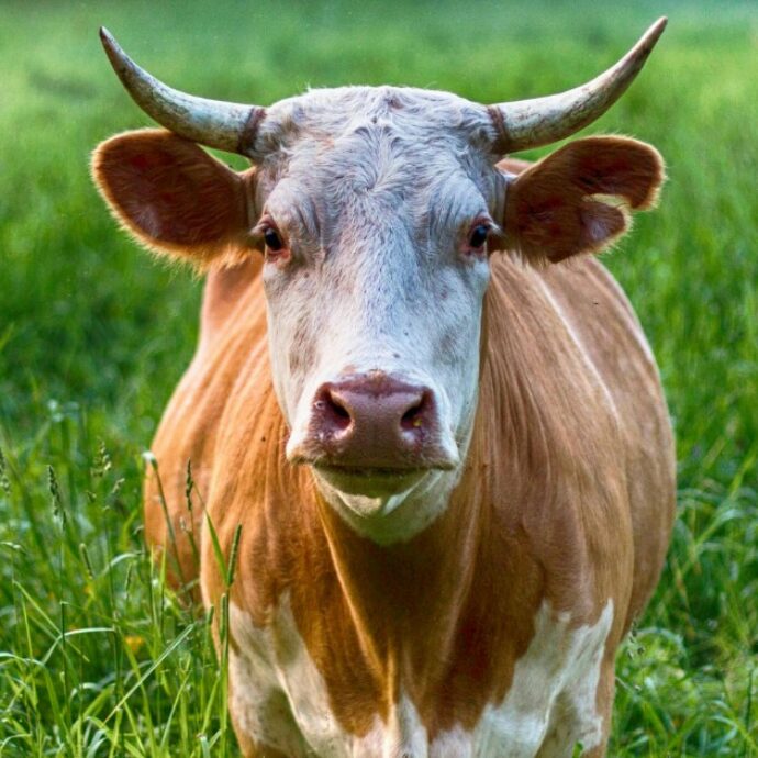 “La mucca lo insegue e lo prende a testate”: 80enne finisce in ospedale in codice rosso