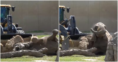 Copertina di L’elefante è troppo vecchio e non riesce ad alzarsi da solo: il recupero con il trattore diventa virale