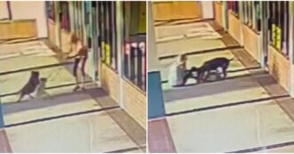 Copertina di Morde un pitbull al collo per salvare il suo cane dalla violenta aggressione: il video choc