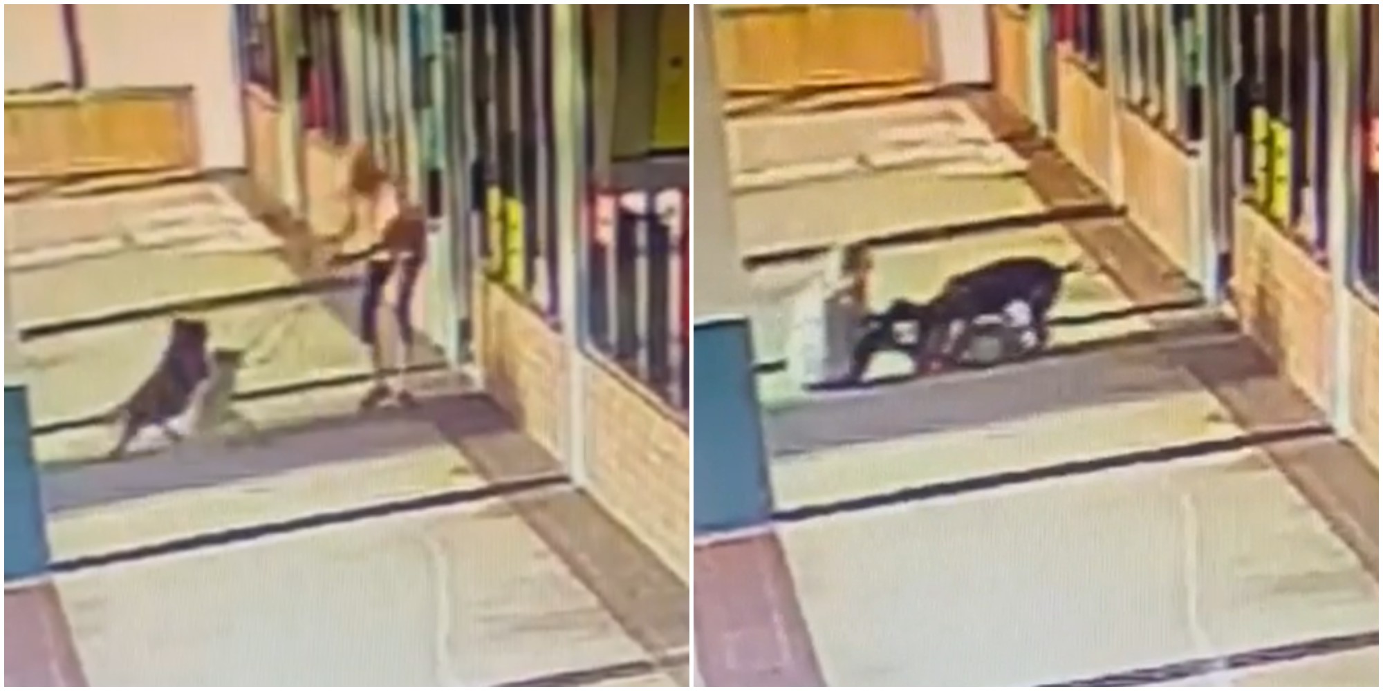 morde un pitbull al collo per salvare il suo cane dalla violenta aggressione il video choc