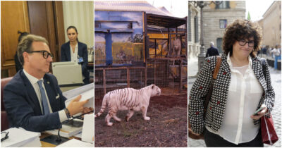 Copertina di Animali nei circhi, colpo di spugna di FdI e FI per eliminare i divieti sull’acquisto di nuovi esemplari e di farli riprodurre