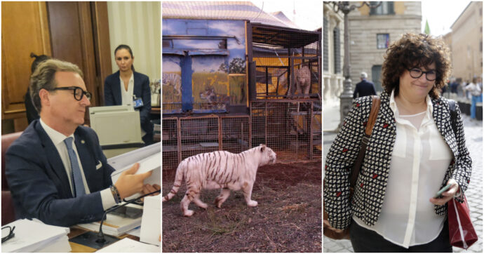 Animali nei circhi, colpo di spugna di FdI e FI per eliminare i divieti sull’acquisto di nuovi esemplari e di farli riprodurre